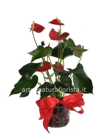 Pianta di anthurium piccola