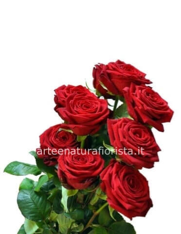 5 Rose a stelo di prima scelta
