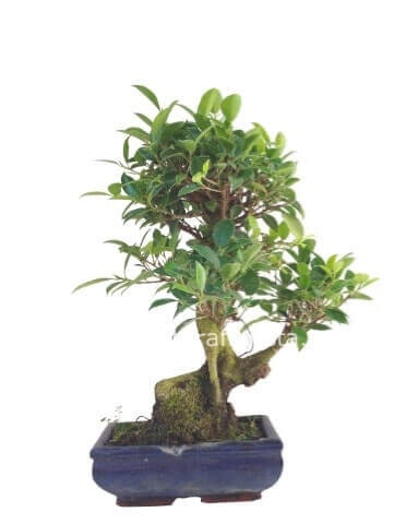 Pianta di bonsai, con vaso in terracotta.