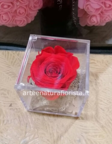 Rosa rossa in plex in confezione