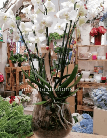 Composizione con orchidee