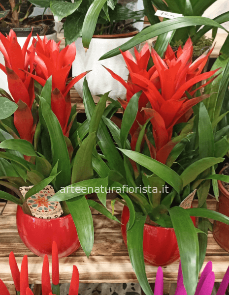 Guzmania in composizione