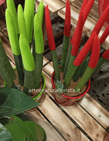Sansevieria conica
