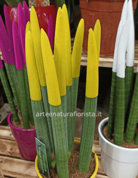 Sansevieria conica