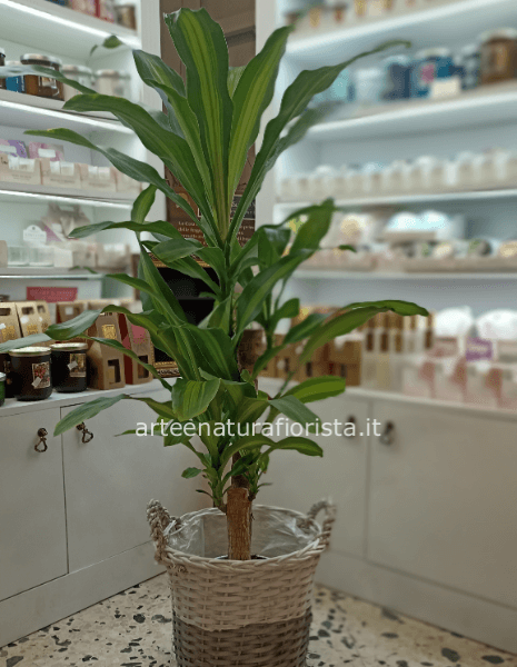 Tronchetto della felicità 