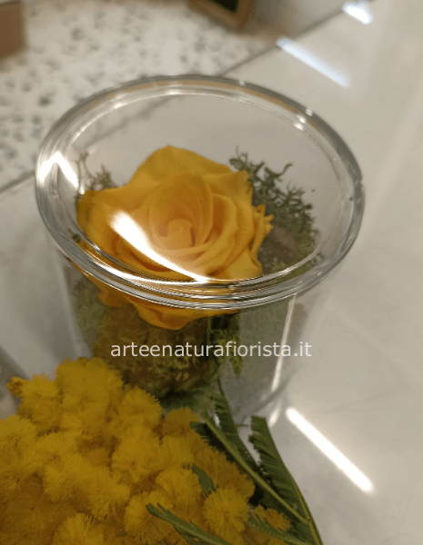 Rosa stabilizzata con mimosa