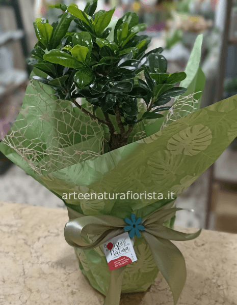 Bonsai di ficus ginseng