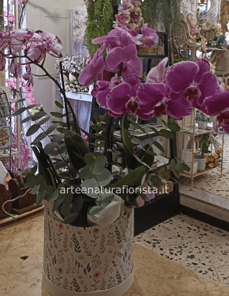Orchidee in composizione