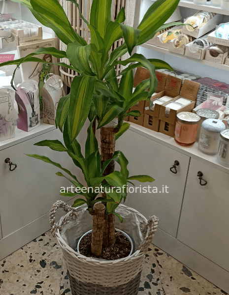 Pianta verde d'appartamento