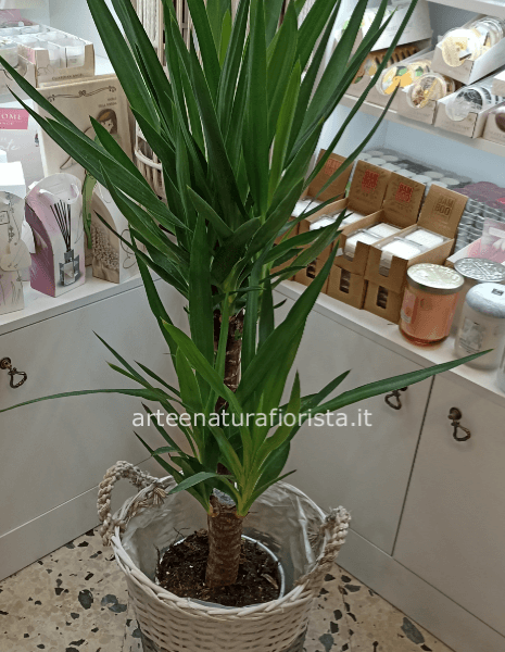 Pianta verde d 'appartamento