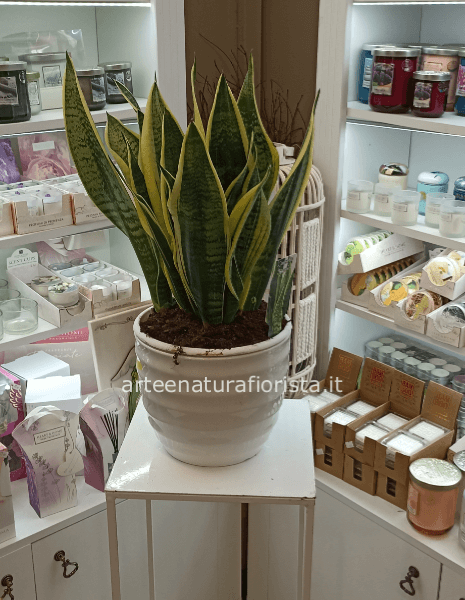 Sansevieria con ceramica