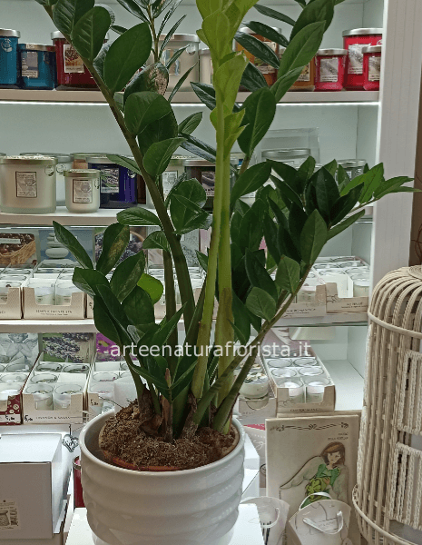 Zamioculcas con vaso in ceramica