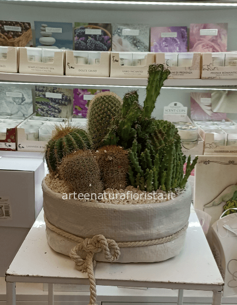 Piante grasse in composizione