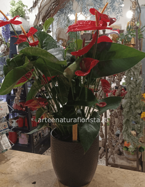 Pianta di anthurium con vaso