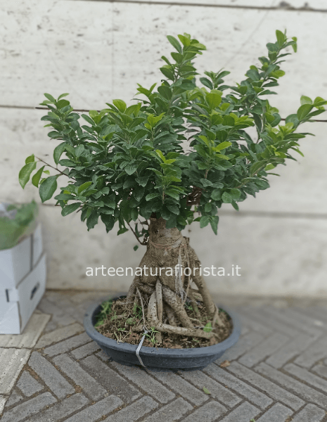 Bonsai di ficus ginseng