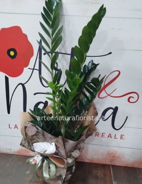 Zamioculcas
