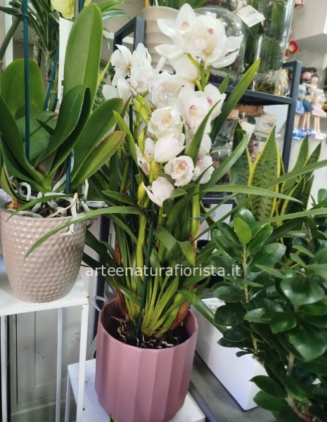 Pianta di orchidea cimmidium