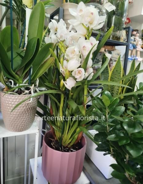 Pianta di orchidea cimmidium con vaso