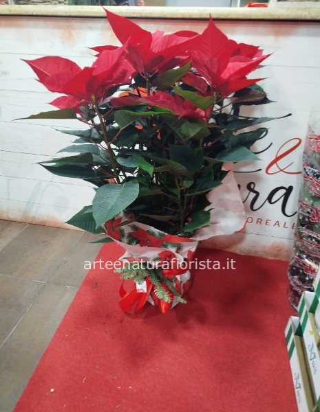 Stella di natale grande