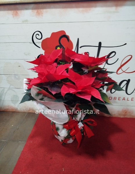 Stella di natale media