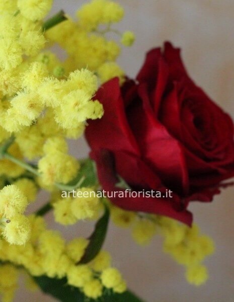 Rosa rossa con mimosa