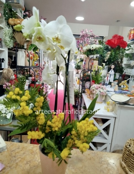 Pianta di phanelopsis con mimosa