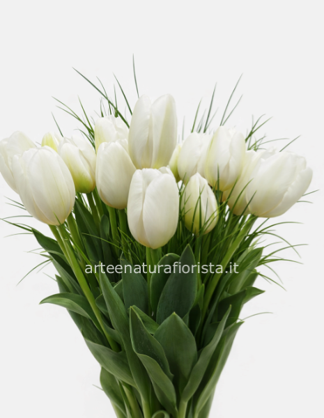 Tulipani bianchi