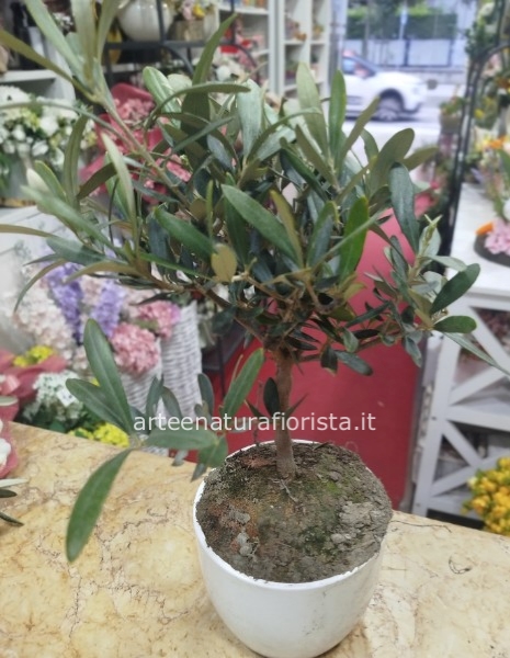 Bonsai di ulivo 30 cm