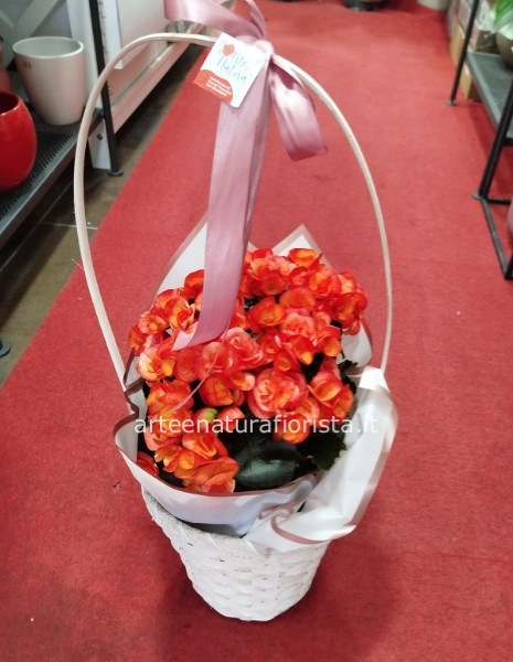 Begonia con cestino con manico