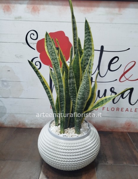 Sanseviera con vaso